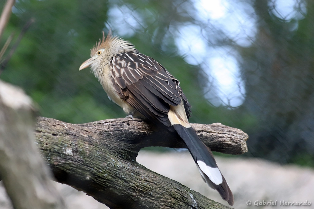 Guira cantara