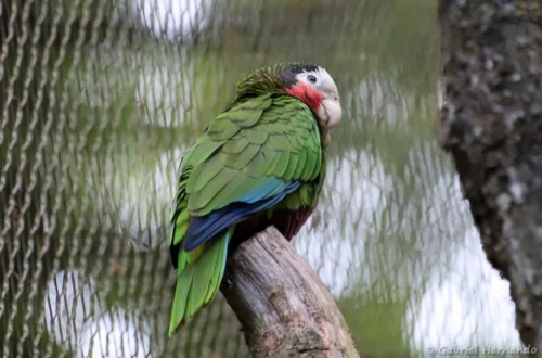 Amazone de Cuba