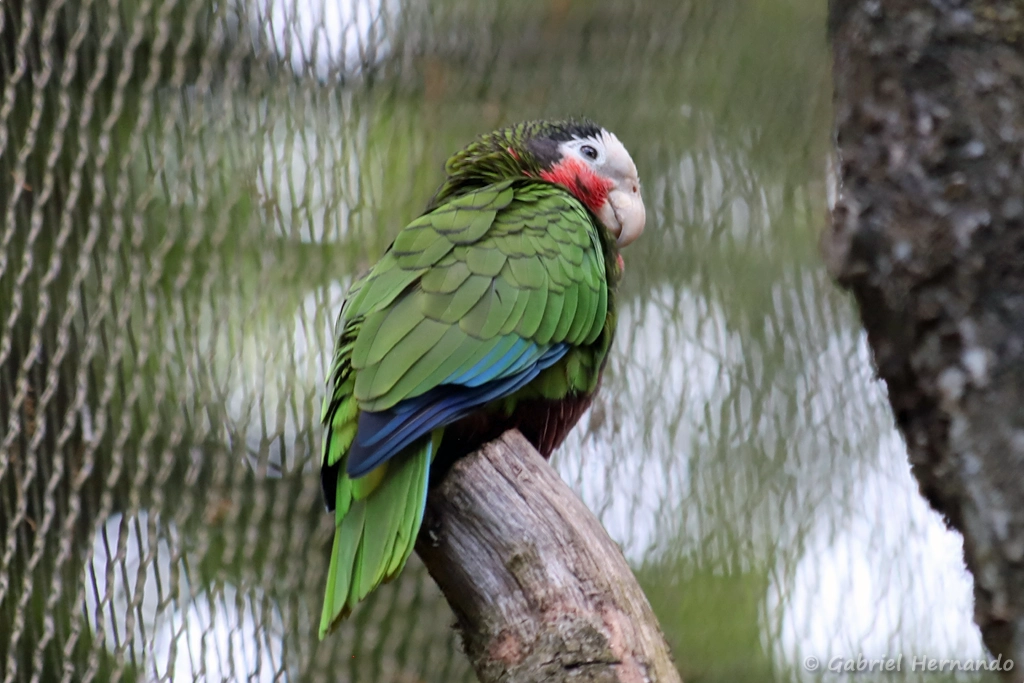 Amazone de Cuba