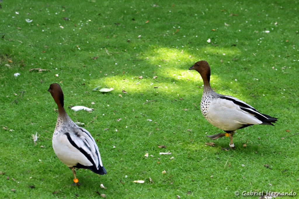 Canard à crinière