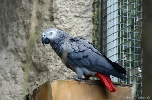 Gris du Gabon