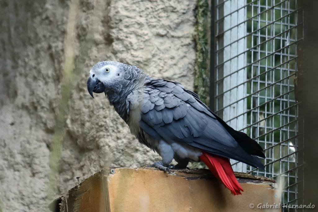 Gris du Gabon