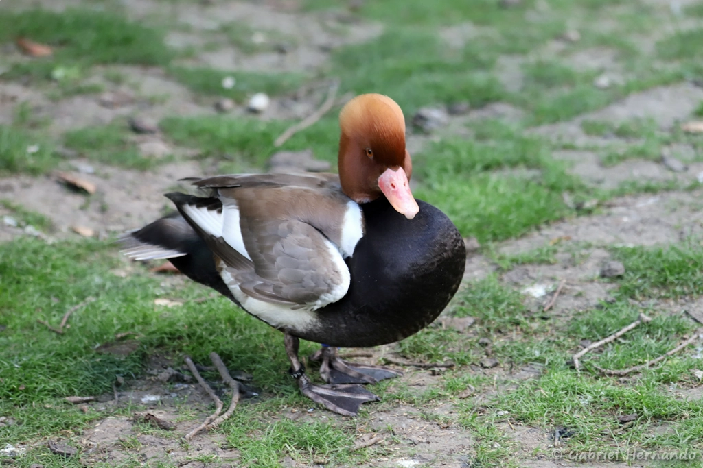 Mâle Nette rousse