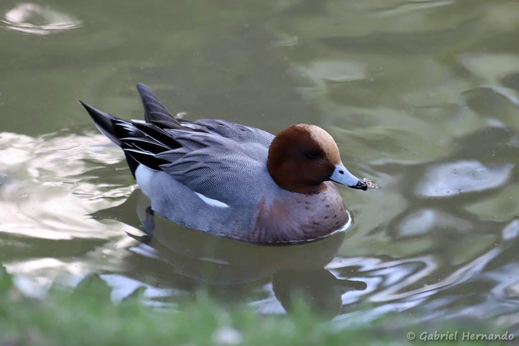 Canard siffleur