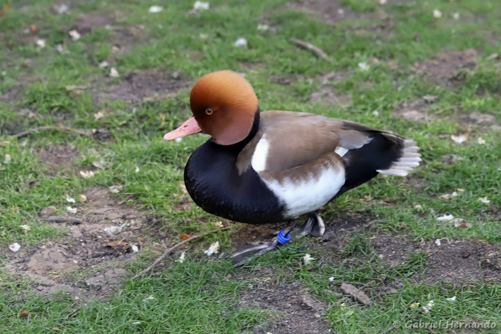 Mâle Nette rousse