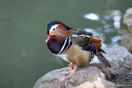 Canard mandarin