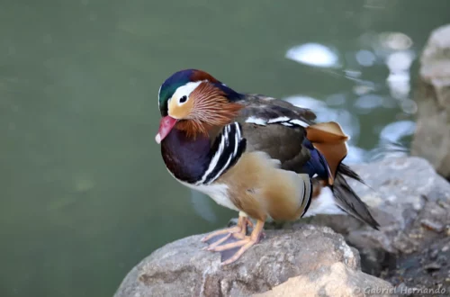 Canard mandarin