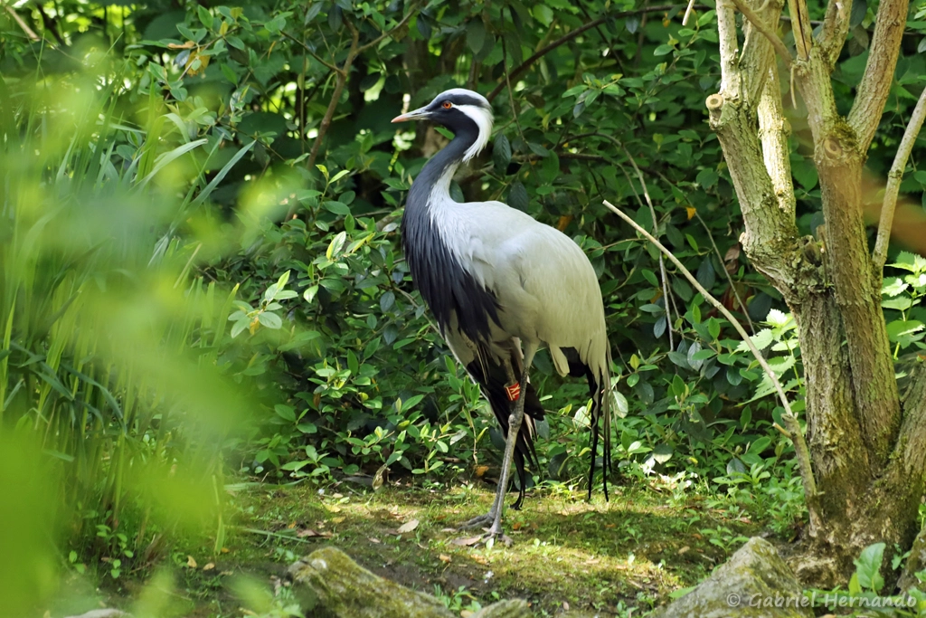 Grue demoiselle