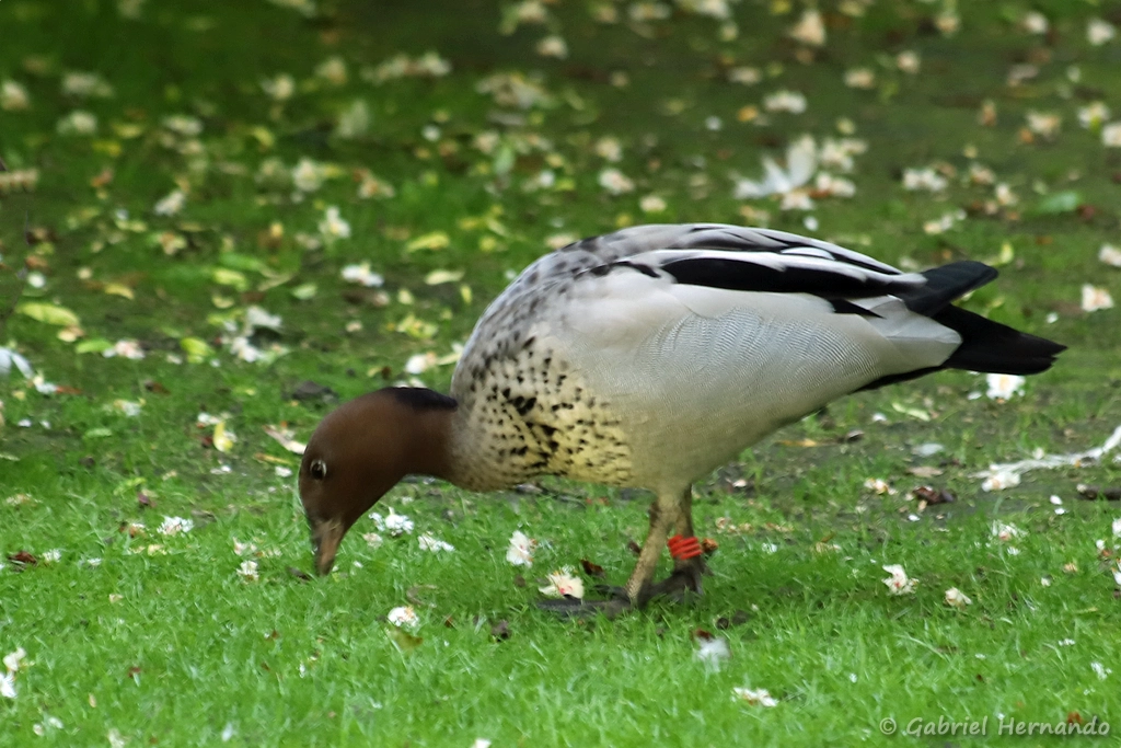 Canard à crinière