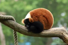 Vari roux - Varecia rubra (ZooParc de Beauval, mai 2025)