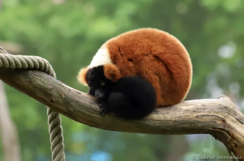 Vari roux - Varecia rubra (ZooParc de Beauval, mai 2025)