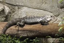 Iguane noir d'Útila