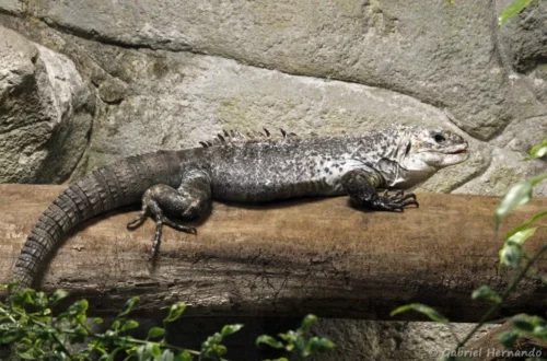 Iguane noir d'Útila
