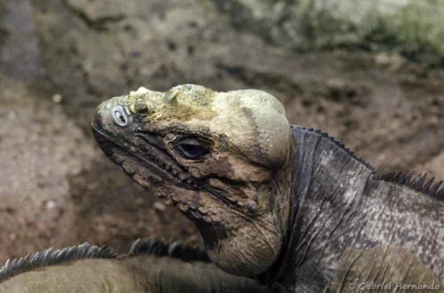 Iguane rhinocéros