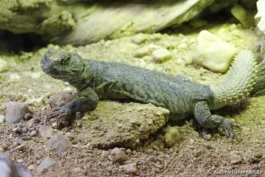 Uromastyx acanthinura