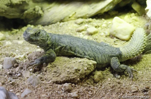 Uromastyx acanthinura