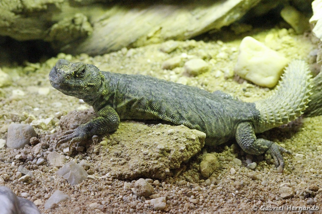 Uromastyx acanthinura