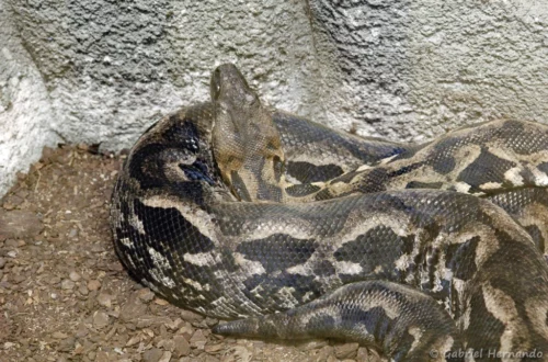 Boa de Madagascar
