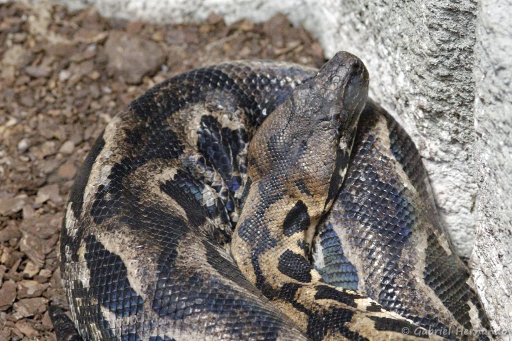 Boa de Madagascar