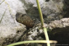 Lézard crocodile de Chine