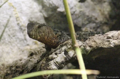 Lézard crocodile de Chine