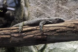 Varan du Pacifique