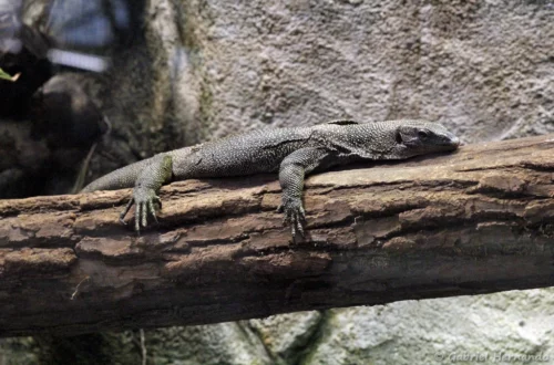 Varan du Pacifique