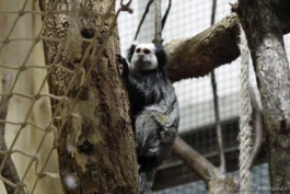 Ouistiti de Geoffroy