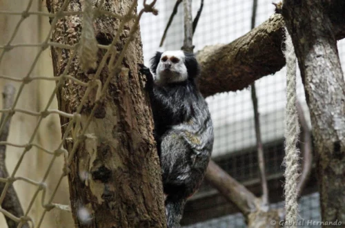 Ouistiti de Geoffroy