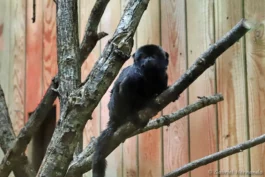 Tamarin de Goeldi