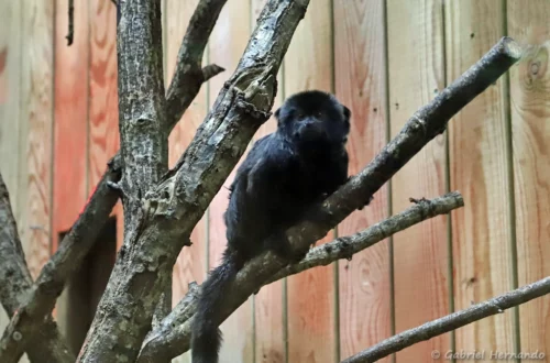 Tamarin de Goeldi