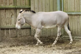 Ane sauvage de Somalie, sous espèce de l'âne sauvage d'Afrique