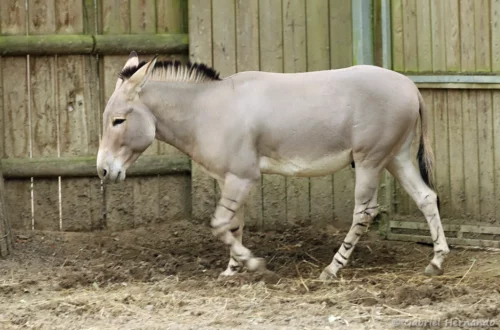 Ane sauvage de Somalie, sous espèce de l'âne sauvage d'Afrique
