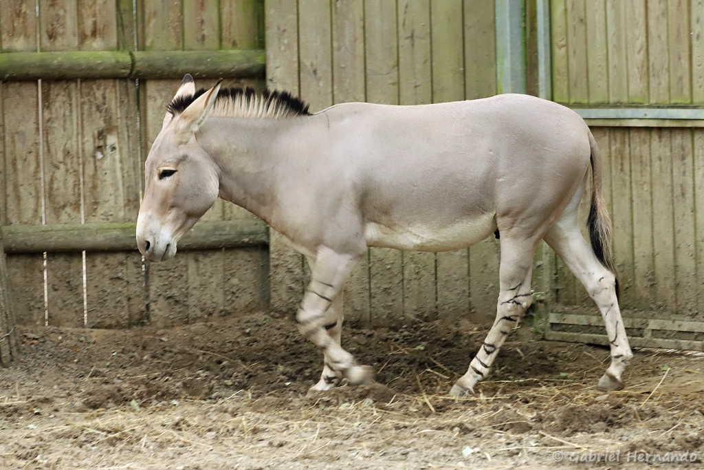 Ane sauvage de Somalie, sous espèce de l'âne sauvage d'Afrique