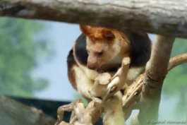 Dendrolague de Goodfellow