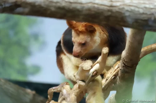 Dendrolague de Goodfellow
