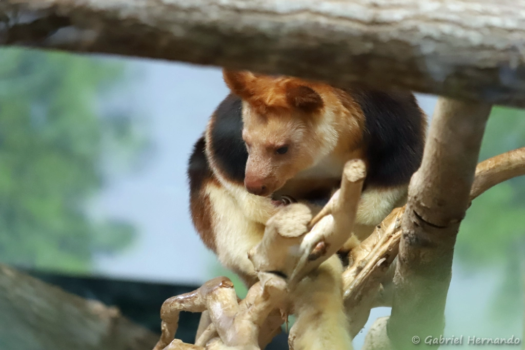 Dendrolague de Goodfellow