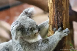 Koala