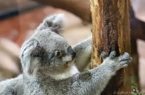 Koala
