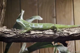 Brachylophus bulabula