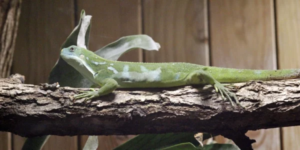 Brachylophus bulabula