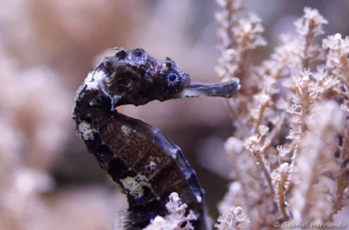 Hippocampe à queue tigrée
