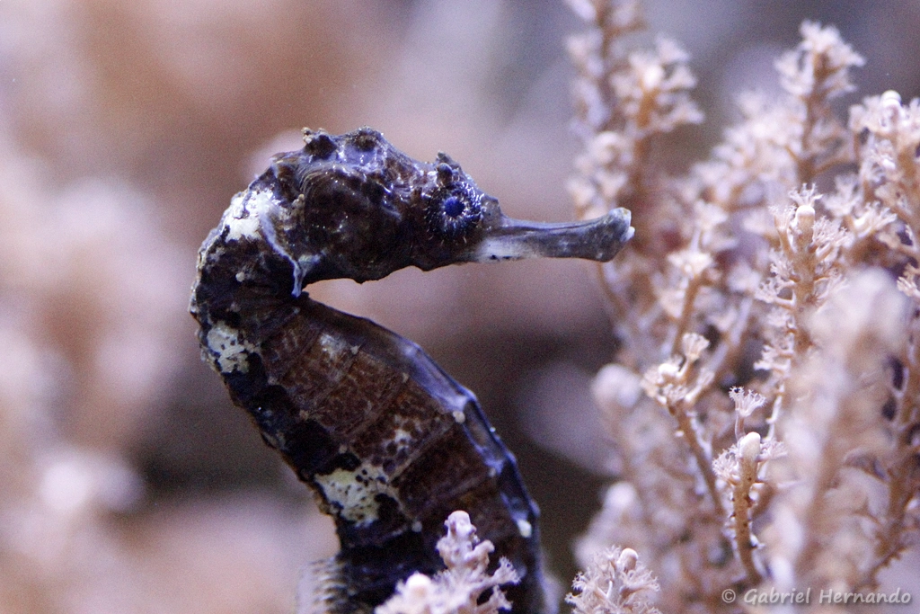 Hippocampe à queue tigrée