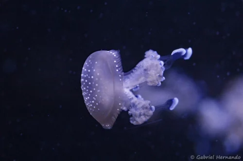 Méduse à pois blancs