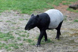 Tapir de Malaisie