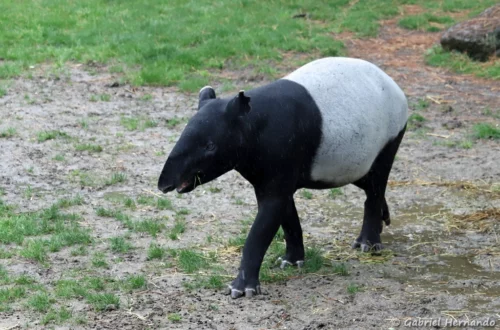 Tapir de Malaisie
