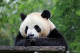 Panda géant