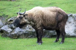 Takin de l'Himalaya ou takin mishmi