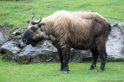 Takin de l'Himalaya ou takin mishmi