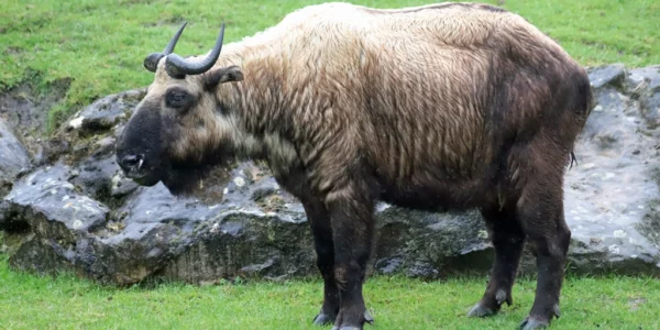 Takin de l'Himalaya ou takin mishmi